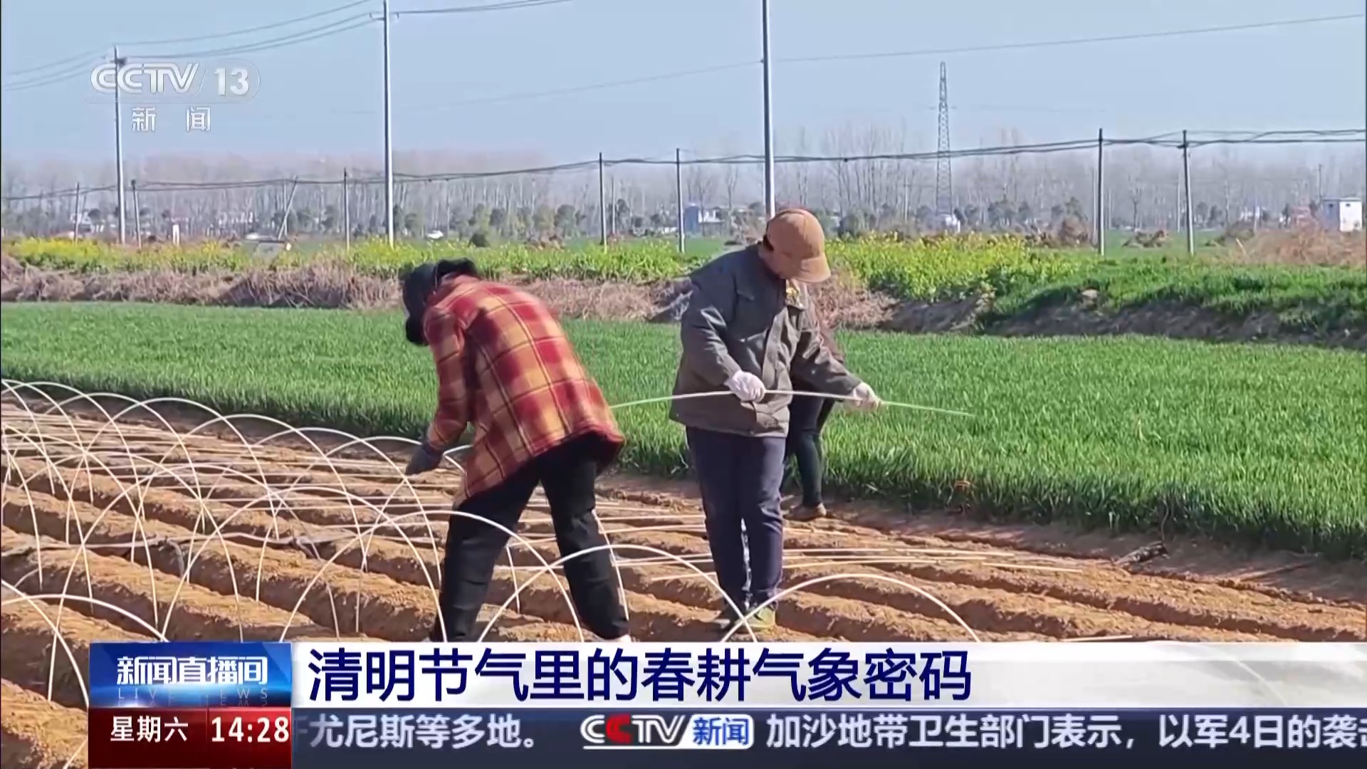 清明也分“早晚前后” 揭秘藏在节气里的农事密码