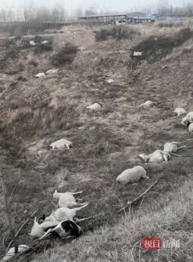 村民家中120只羊被好友毒死