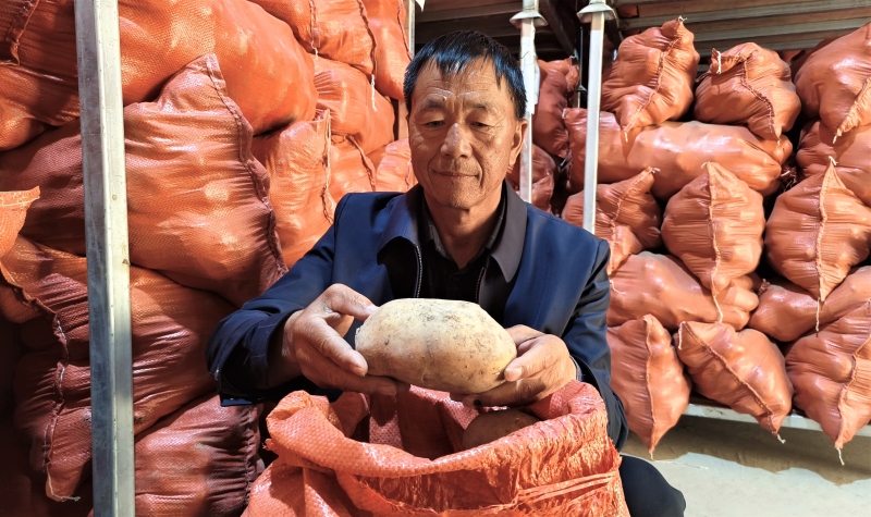 谁是金秋丰收王 |“土豆书记”咋把土豆变成“金蛋蛋”