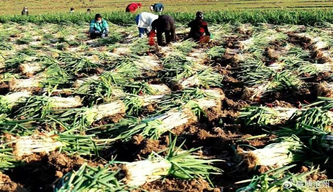 河北沧州80万斤大葱滞销