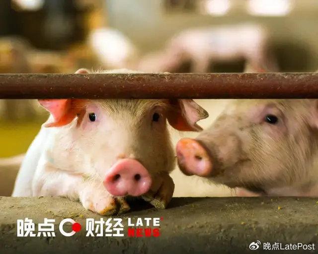 后猪周期时代,牧原、温氏、新希望的日子就会好过吗?