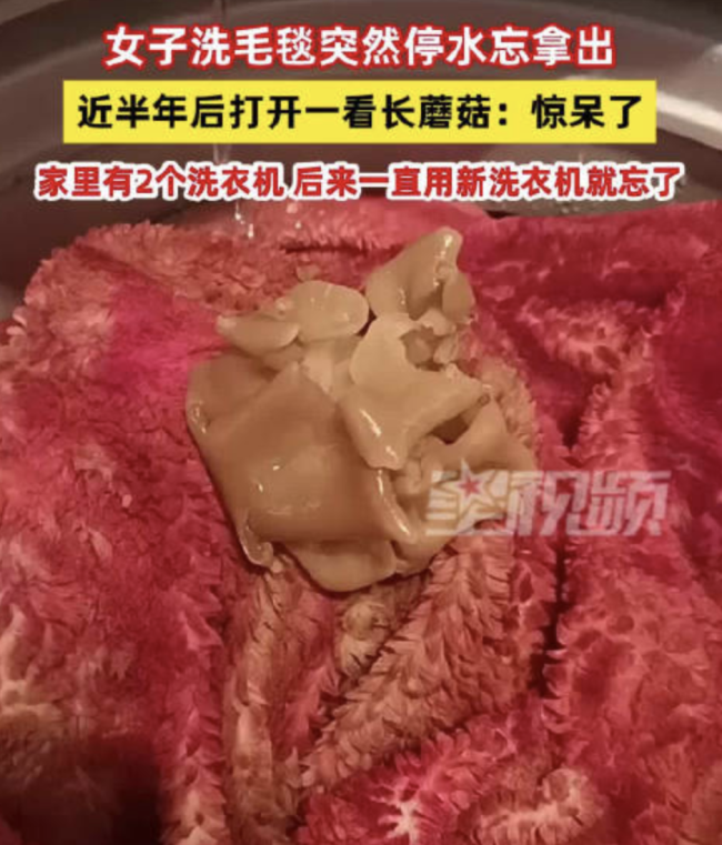 女子洗毛毯忘晒半年后长蘑菇