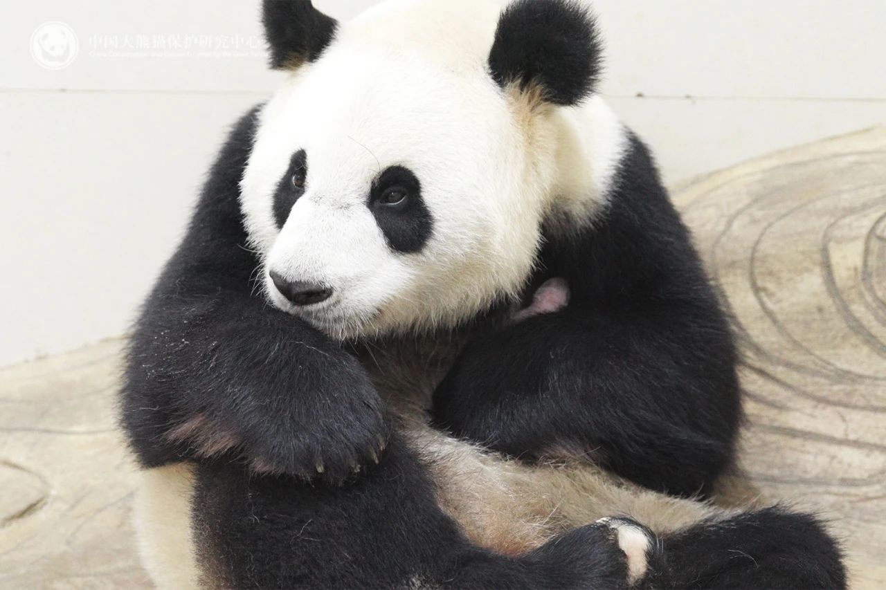 大熊猫“玲琅”抱住刚出生的幼崽 图源:中国大熊猫保护研究中心