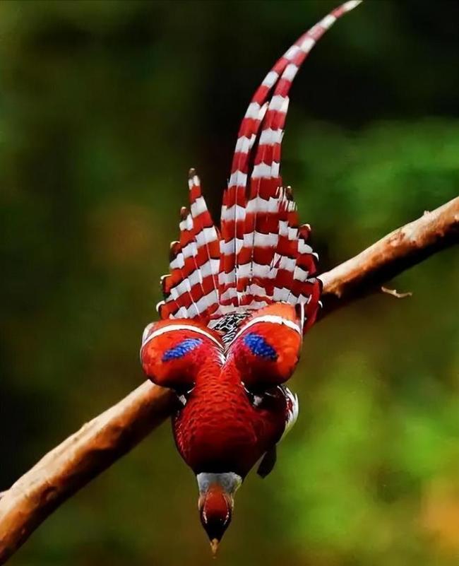 至少20岁才能繁殖！北京男子帮朋友养了20多年，发现不对赶紧上交