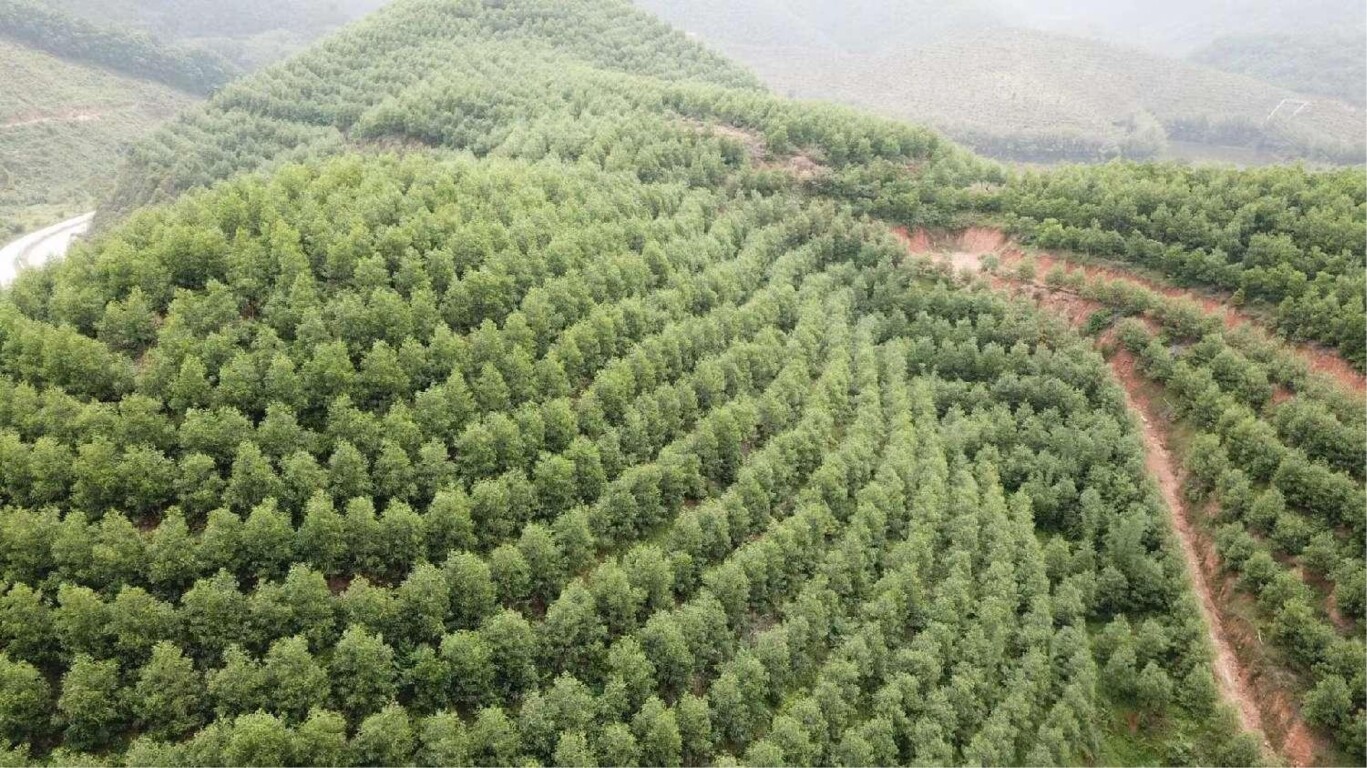 马大相思林相航拍(通讯员供图)