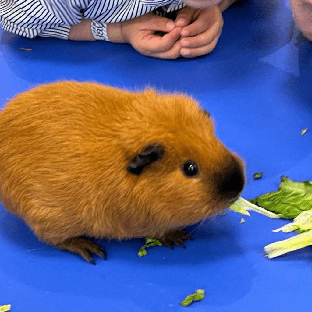 小动物 小动物