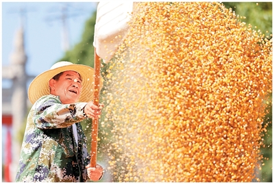 全国秋粮收获近八成 全国秋粮收获近八成