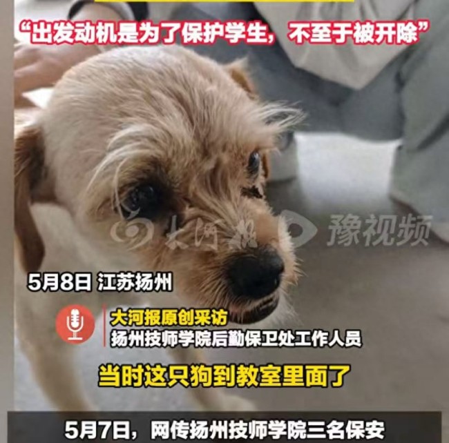 学校回应3名保安教室内打死小狗