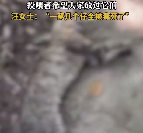 流浪猫生五六只猫崽陆续被人毒死 投喂者回应