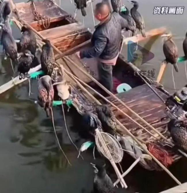 买鸬鹚捕鱼致富？这很“刑”