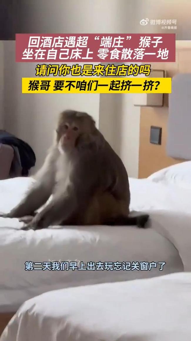 男子回酒店惊现一只猴坐床上