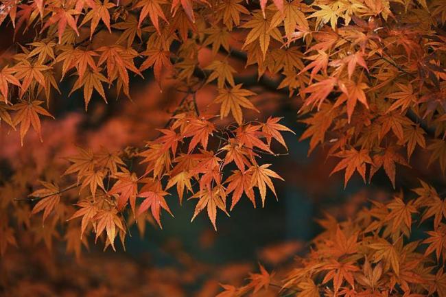 这些赏红叶的“出片宝地”藏不住了