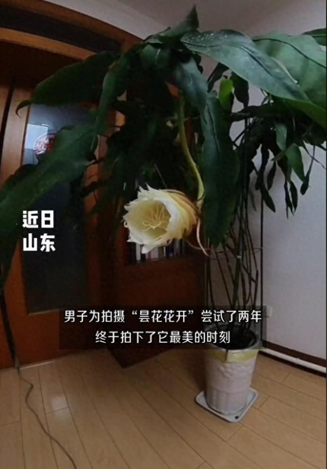 男子拍到巨型昙花一现