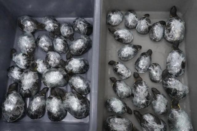 2女子大腿绑68只活乌龟入境被查