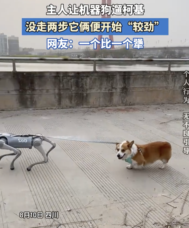 柯基被机器狗遛 没走两步便开始较劲表现出明显的抗拒反应