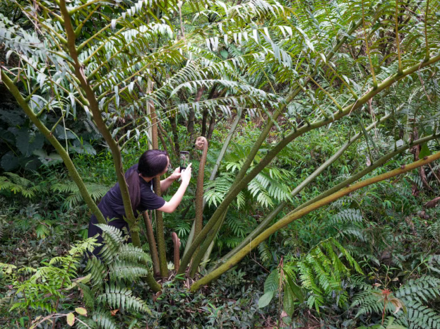 广东观音座莲。图源：江门发布