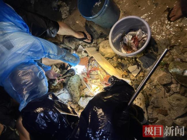 台风过后三亚海边现大量海鲜
