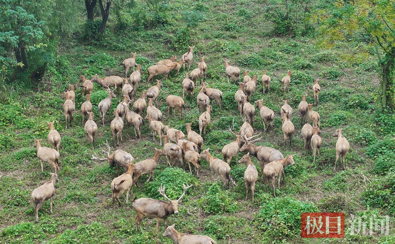 何以中国｜江豚起舞、麋鹿撒欢，荆江之畔成为“湿地精灵”乐园