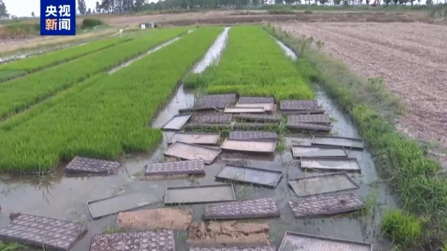 记者追踪安徽蚌埠秧苗成批死亡真相 沟渠水被污染