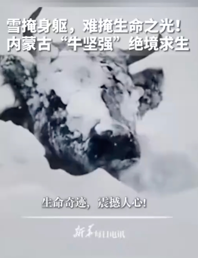 内蒙古现“雪地牛坚强”