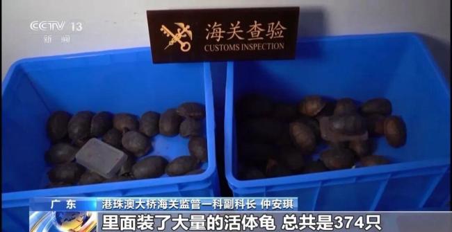 女子裤子内藏2斤多活虫入境