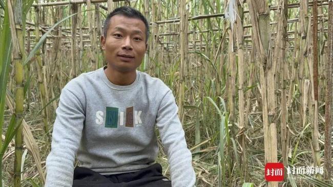 真人版“偷甘蔗”农场火了