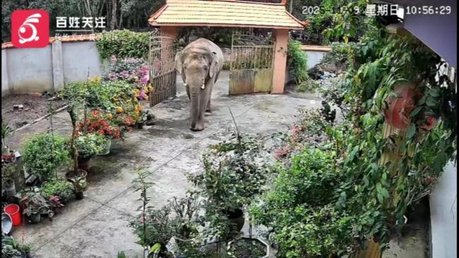 野生象推门入院找食物零破坏撤离