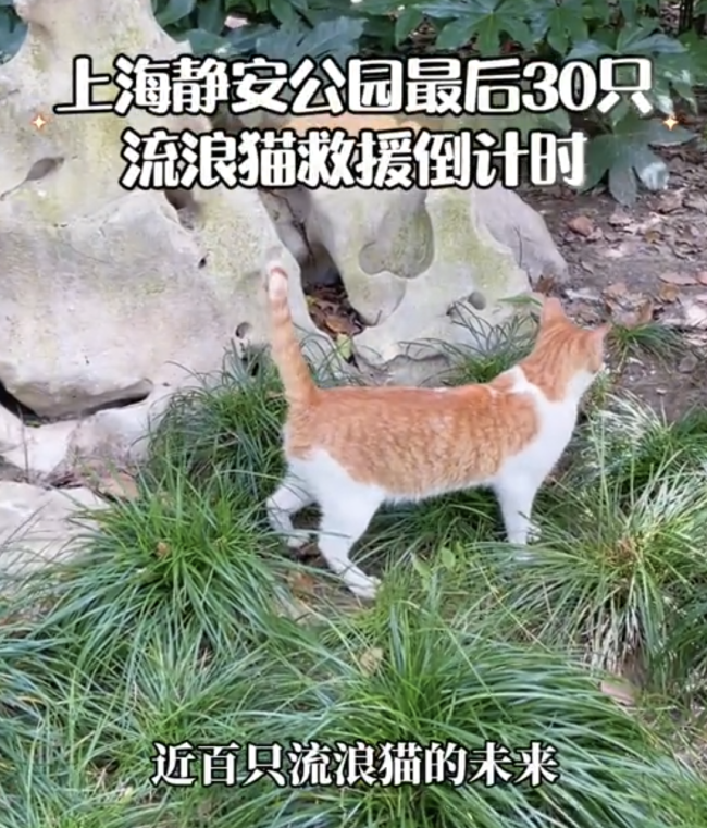 上海90后孕妈为公园流浪猫奔走