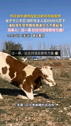 怀孕母牛被救后跪地感谢