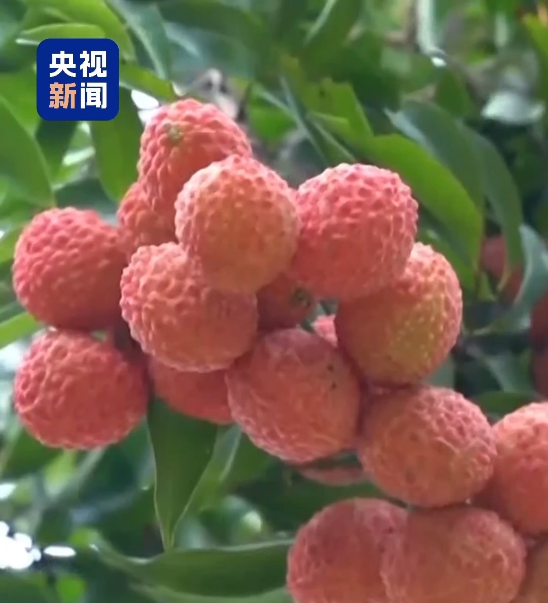 “粤”上新台阶丨水果千千万 广东人为何“独宠”荔枝?