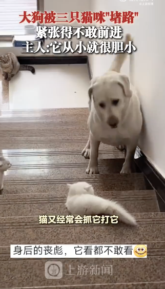 大狗被三只猫咪堵路紧张得不敢前进
