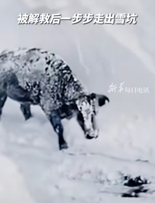 内蒙古现“雪地牛坚强”