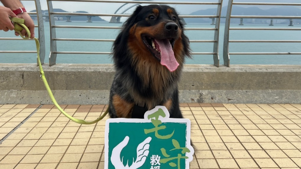 香港流浪动物救援组织举办“毛毛守护行”活动 香港流浪动物救援组织举办“毛毛守护行”活动