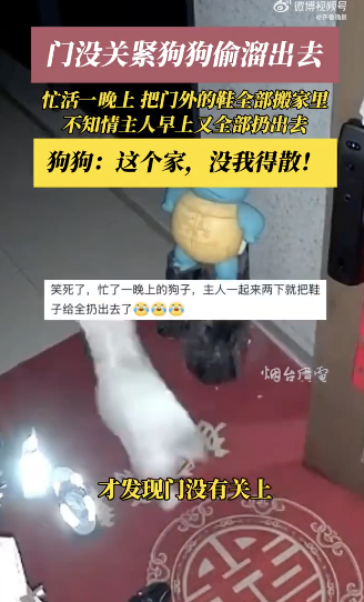 狗狗忙活一晚上 早上起来天塌了，狗狗：这个家没我得散！