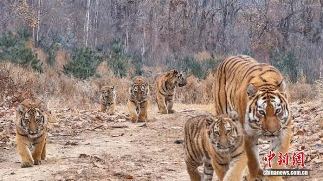 我国首次记录野生东北虎“六虎同框”