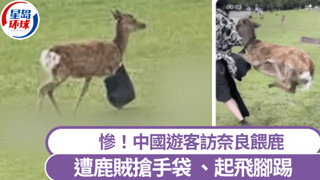奈良鹿抢中国游客手袋起飞脚逃跑。 奈良鹿抢中国游客手袋起飞脚逃跑。