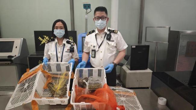 旅客违规携带濒危活体动物出境，广州海关查获