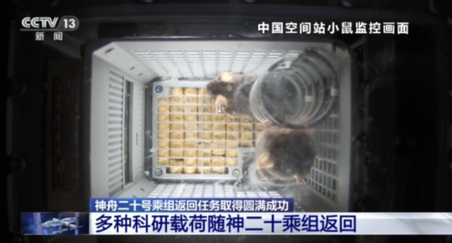 4只航天鼠完成任务回地球