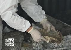 上海海关截获濒危犀牛角126块