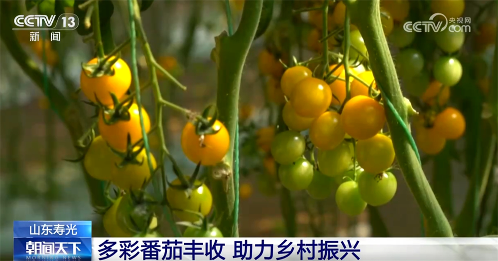 多彩番茄、甜美樱桃、冷水鱼 特色产业赋能乡村振兴结出“累累硕果”