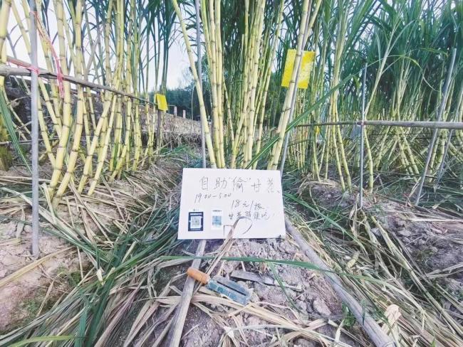 允许偷的甘蔗地已收款6000元