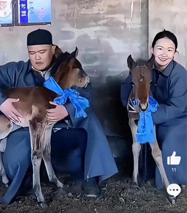 内蒙古诞生超罕见双胞胎小马 草原上的生命奇迹