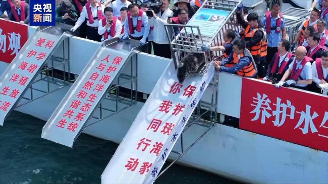 9只斑海豹在大连放归大海