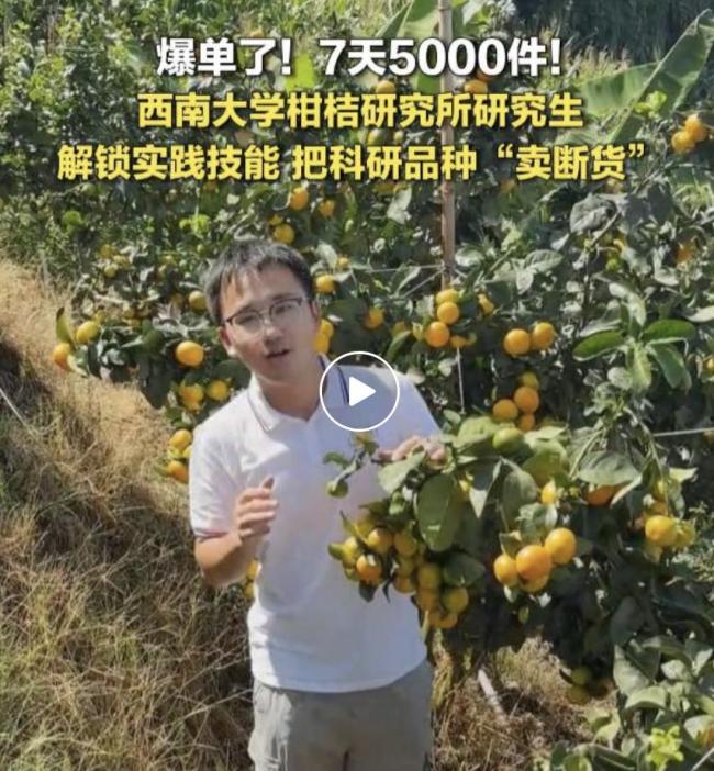 西南大学柑桔研究所的桔子卖断货了