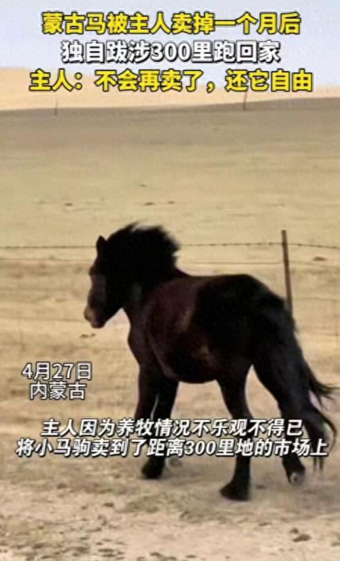 蒙古马被卖掉后独自跋涉300里跑回家