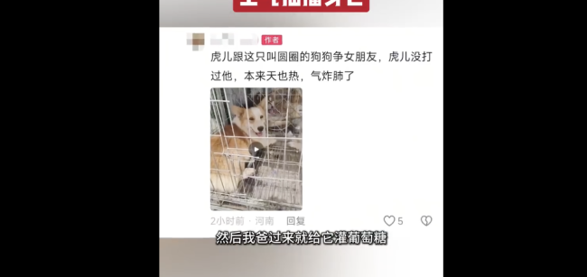柯基打架输了气绝身亡 情绪管理引反思