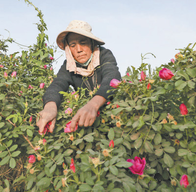 新疆于田的玫瑰治沙又致富（美丽中国·生态治理中的特色植物①）