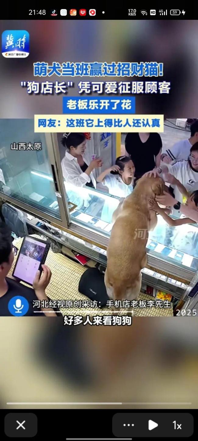 狗狗店长凭借可爱征服顾客 萌宠魅力无法挡