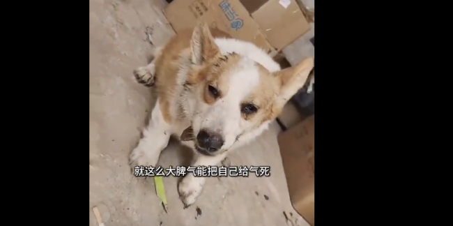 柯基打架输了气绝身亡 情绪管理引反思