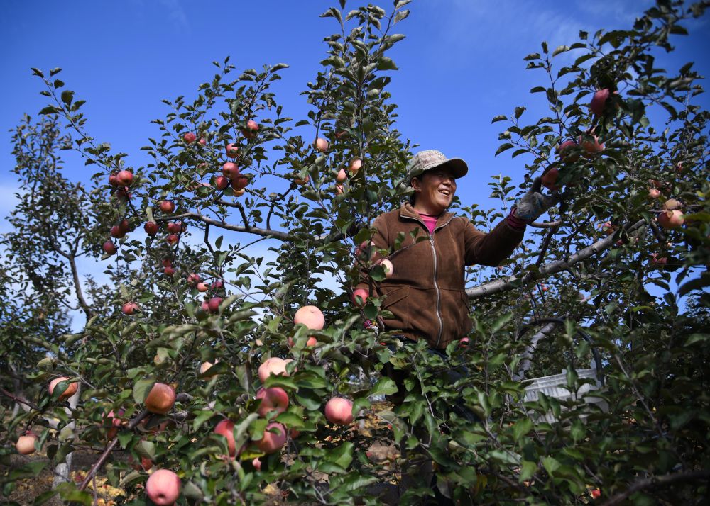 陕西：苹果种植带抵达毛乌素